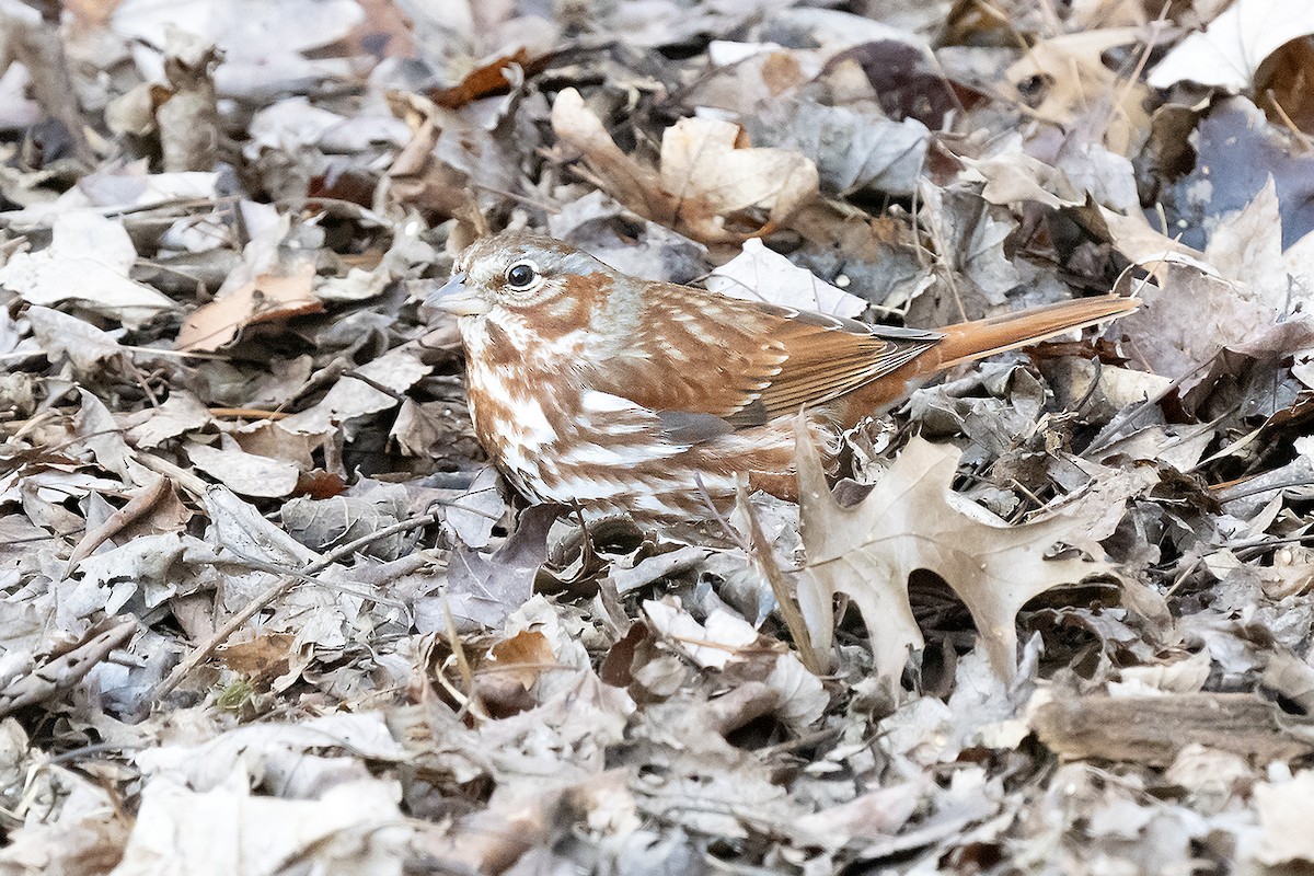 Fox Sparrow (Red) - ML615534243
