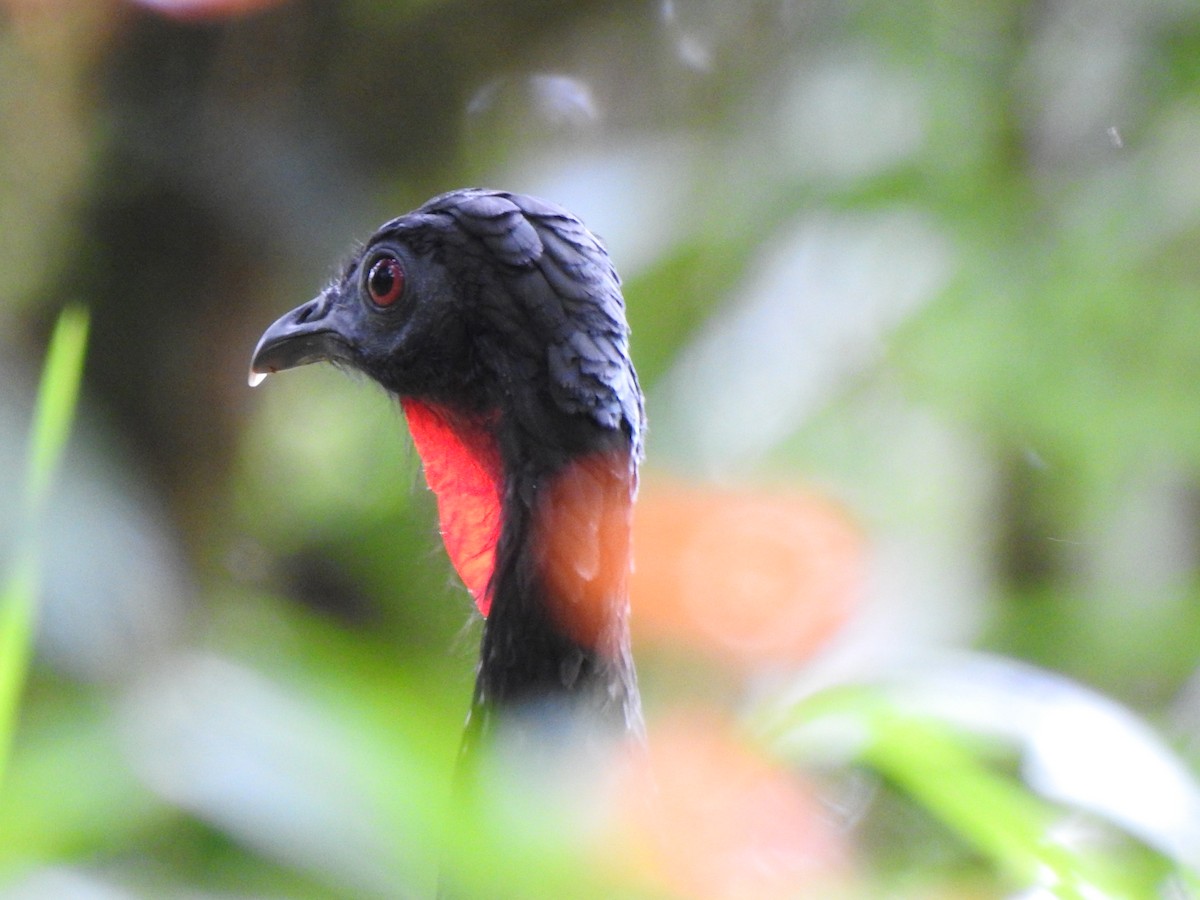 Crested Guan - George Watola