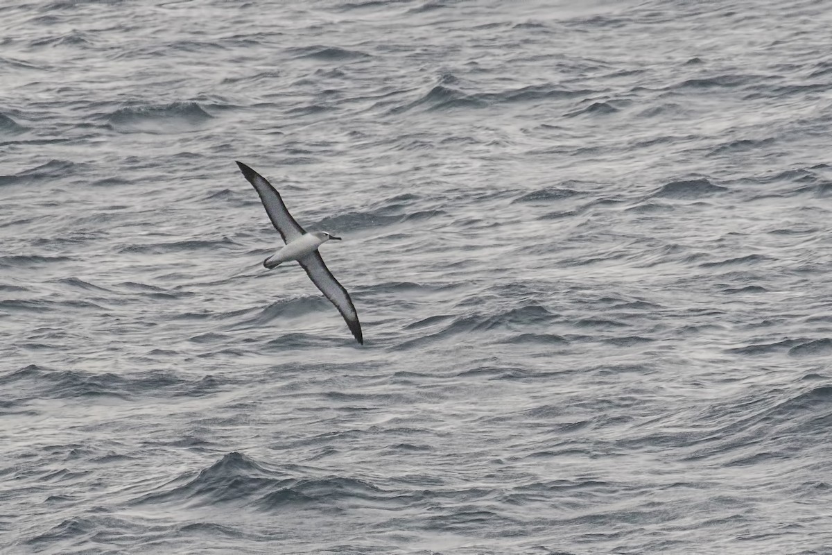 White-capped Albatross - ML615534577