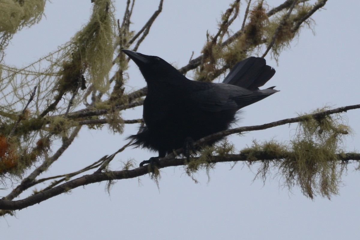 Hispaniolan Palm-Crow - Cathy Pasterczyk