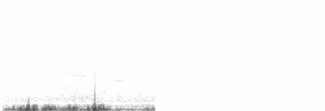 Snowy-crowned Tern - ML615534738