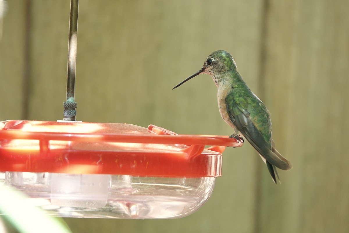 Broad-tailed Hummingbird - ML615534948