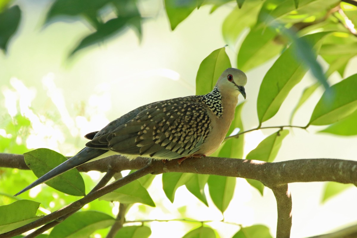 Spotted Dove - ML615534950
