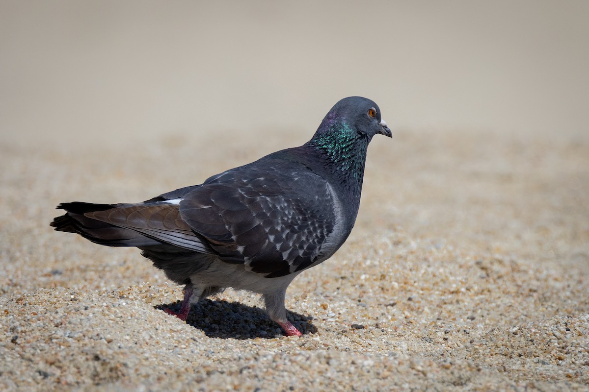 Rock Pigeon (Feral Pigeon) - ML615534951