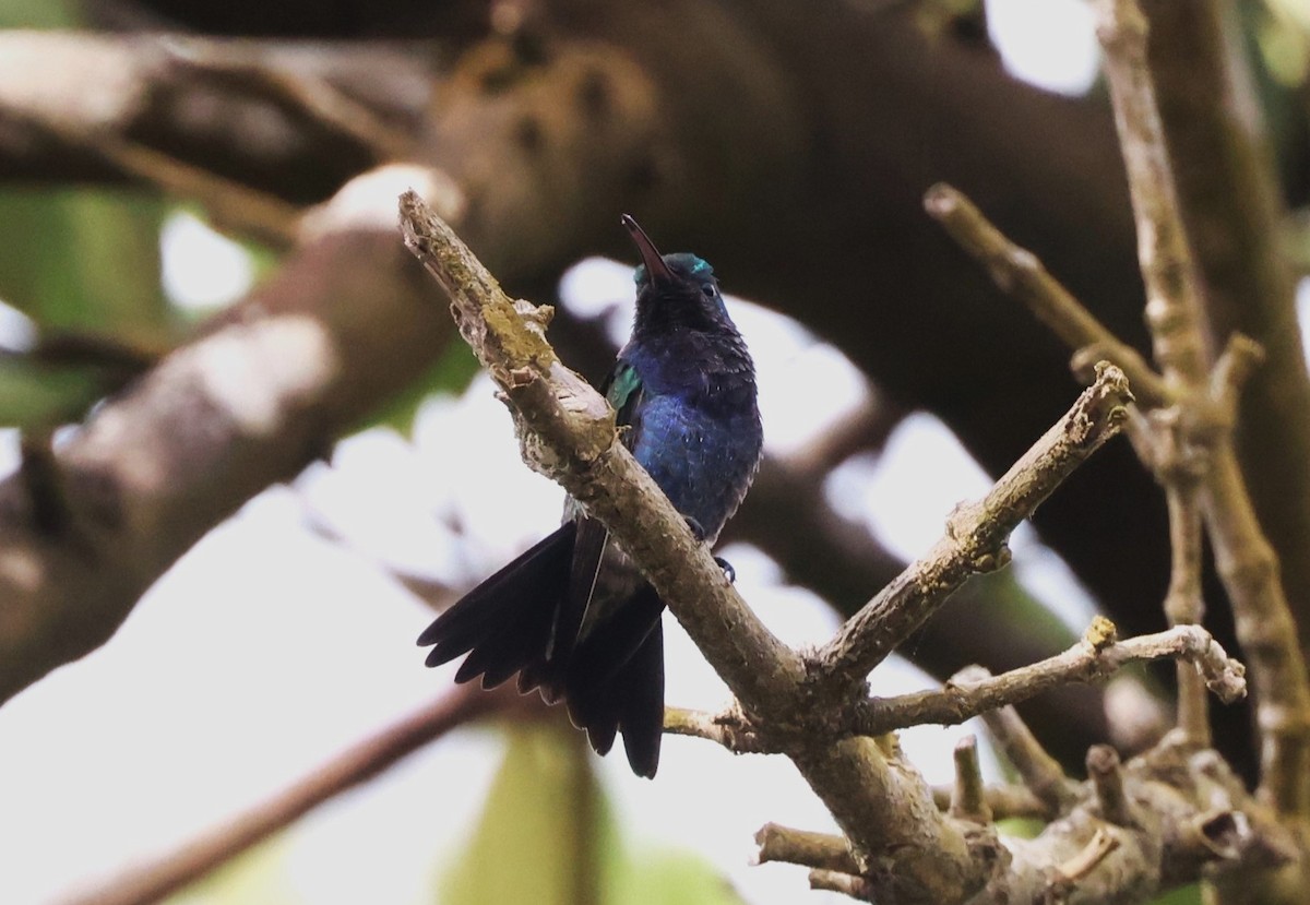 Sapphire-bellied Hummingbird - ML615534962