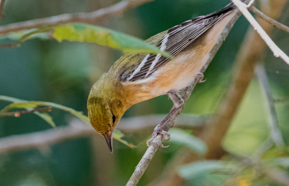 Bay-breasted Warbler - ML615534985