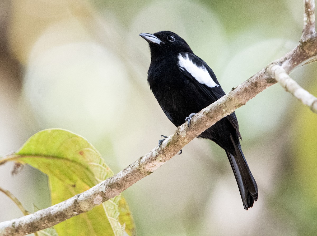 White-shouldered Tanager - ML615535036
