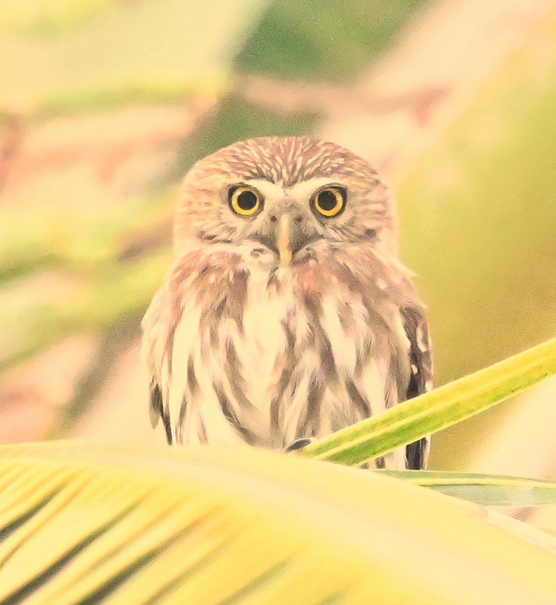 Ferruginous Pygmy-Owl - ML615535094