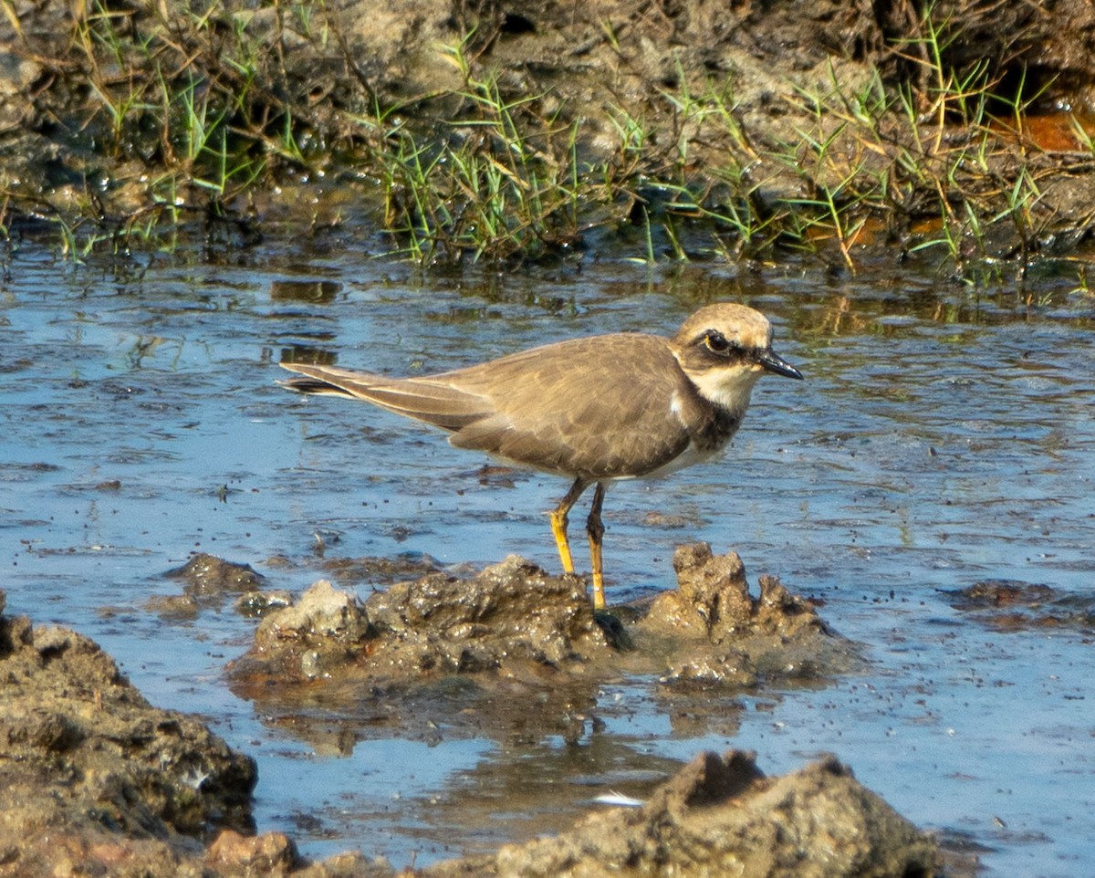 Common Ringed Plover - ML615535612