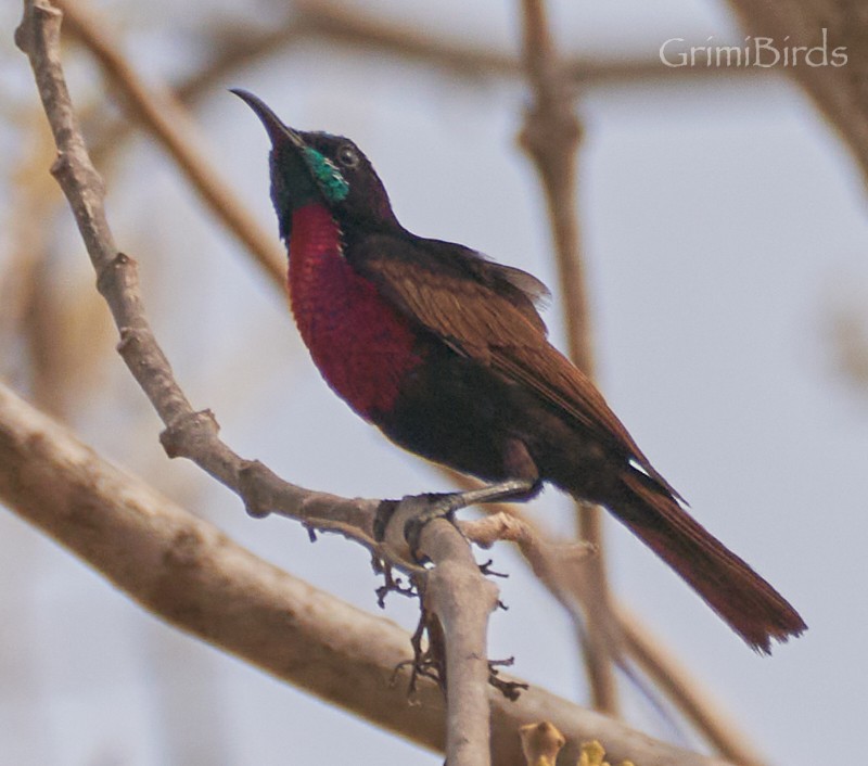 Scarlet-chested Sunbird - Ramon Grimalt