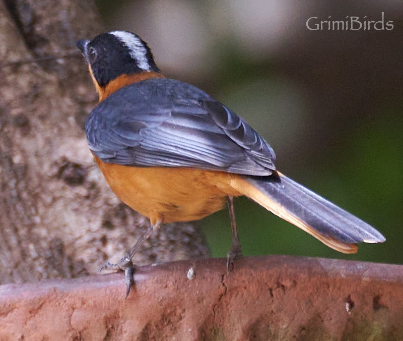 Snowy-crowned Robin-Chat - ML615536079