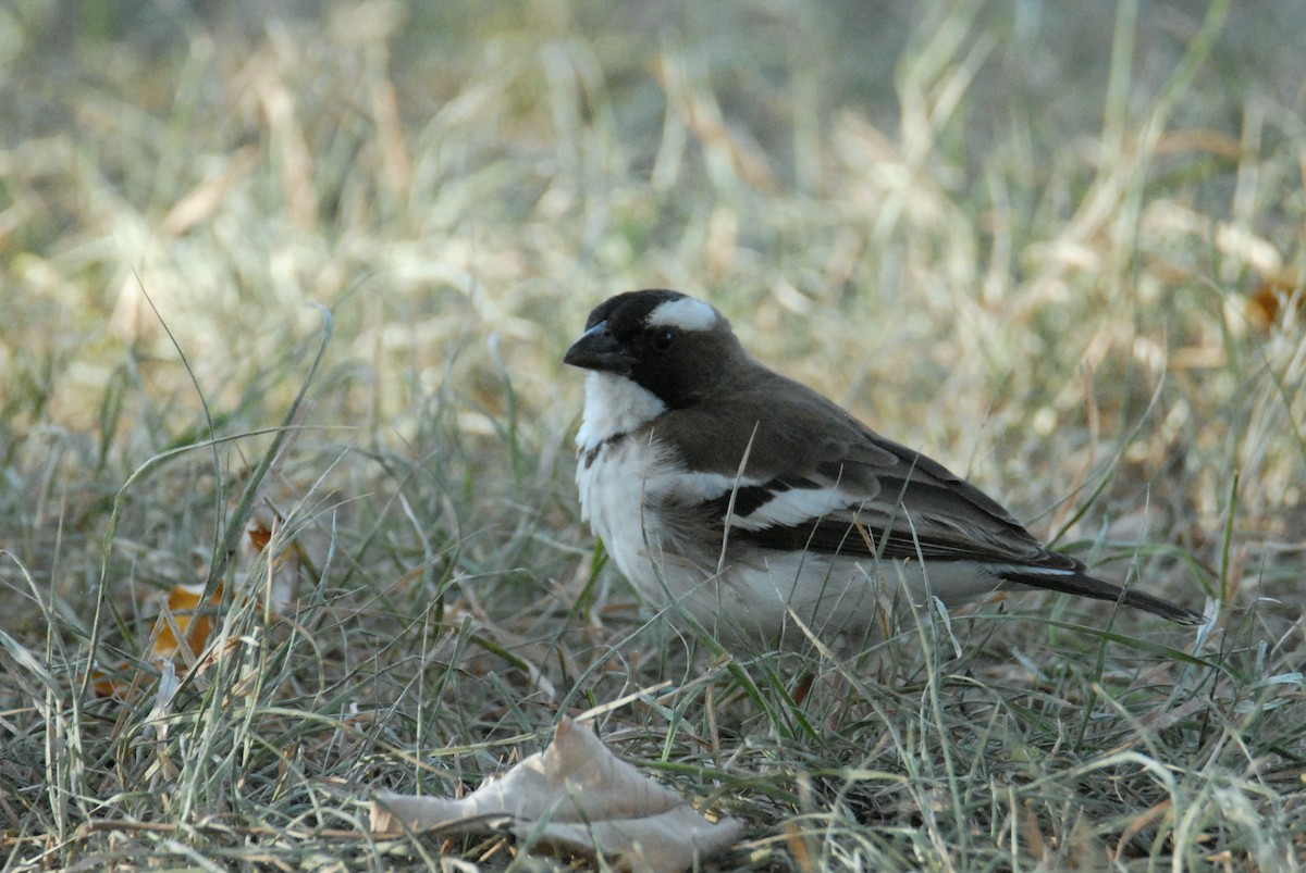 White-browed Sparrow-Weaver - ML615536100
