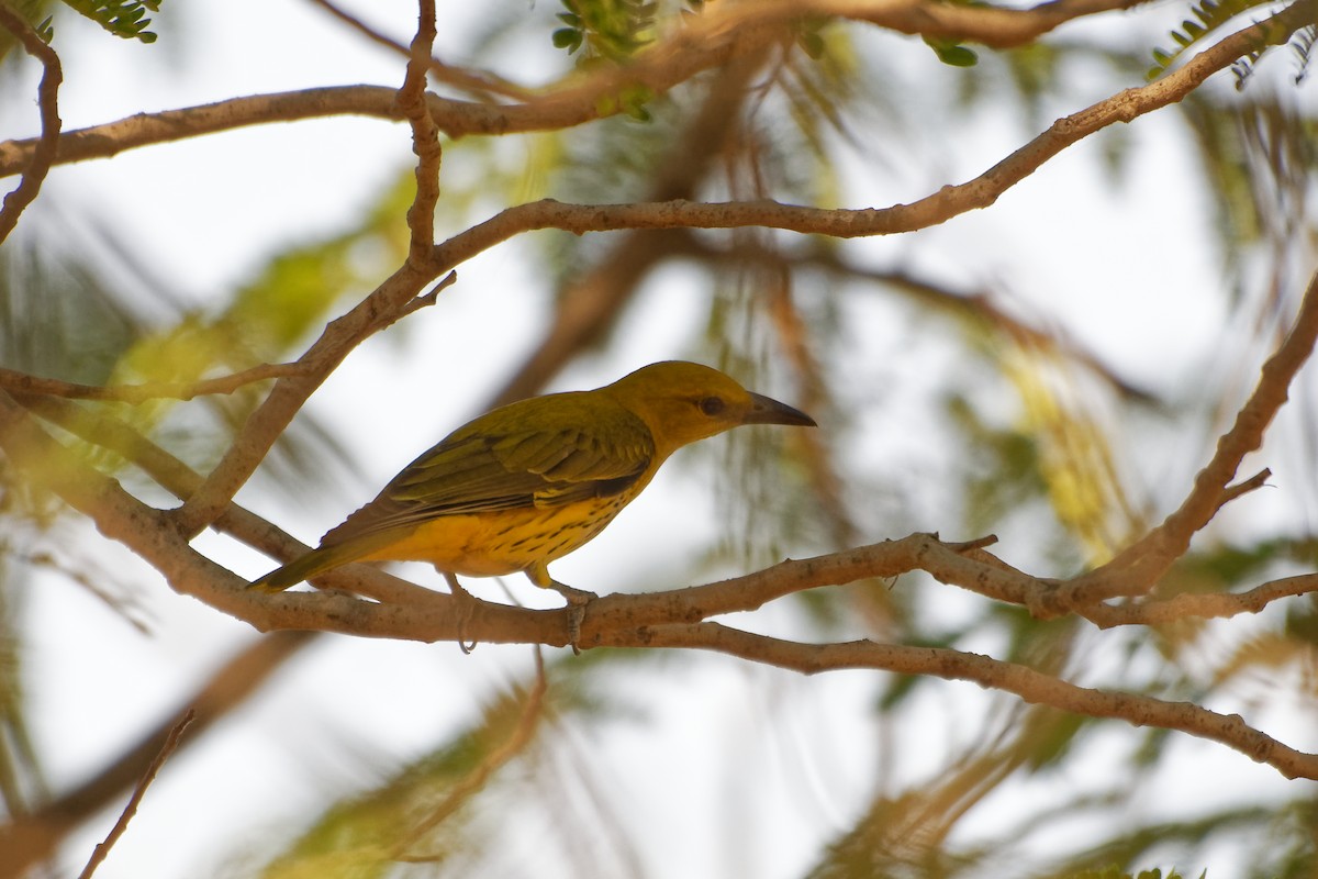 Indian Golden Oriole - ML615536107