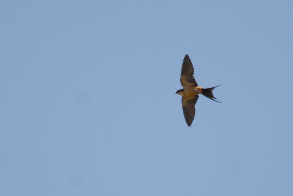 Red-rumped Swallow - ML615536121