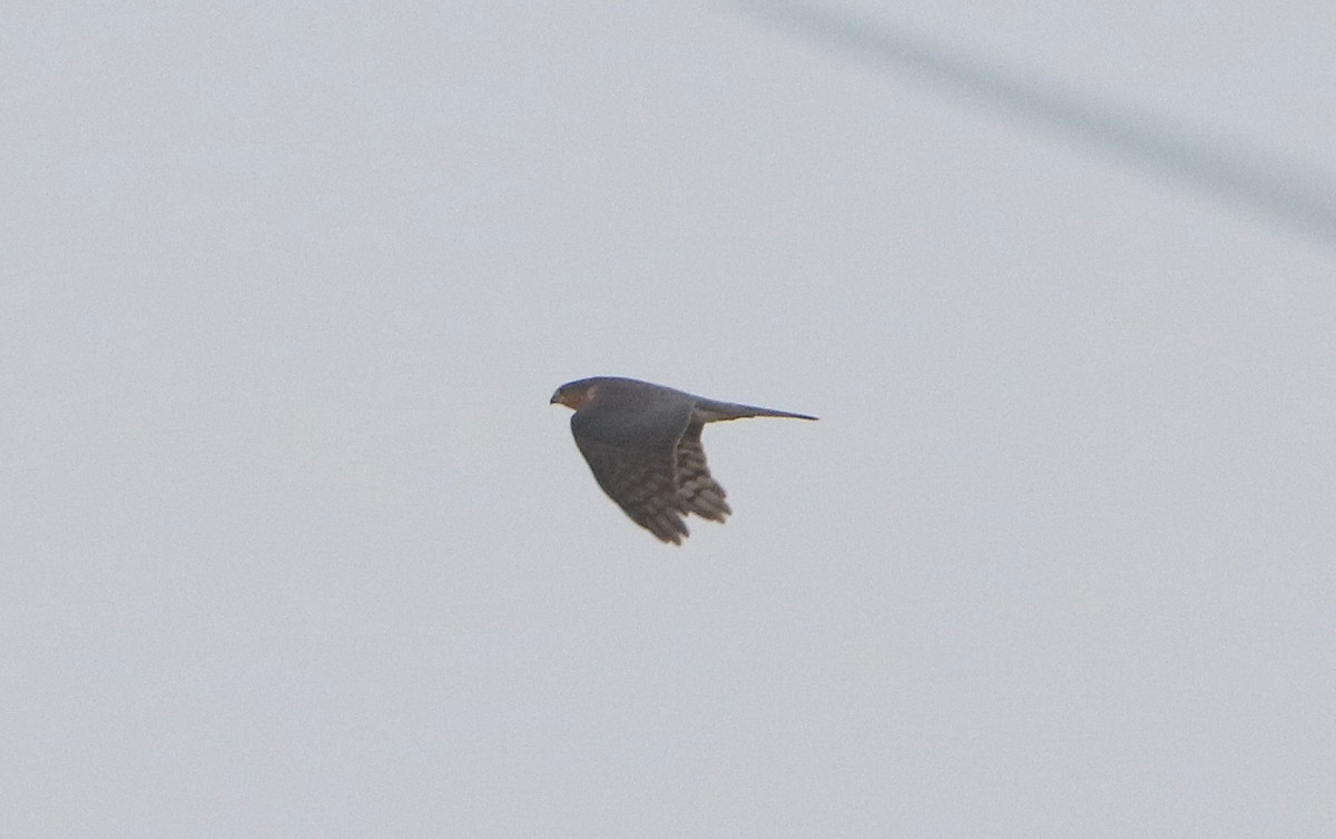 Eurasian Sparrowhawk - ML615536125