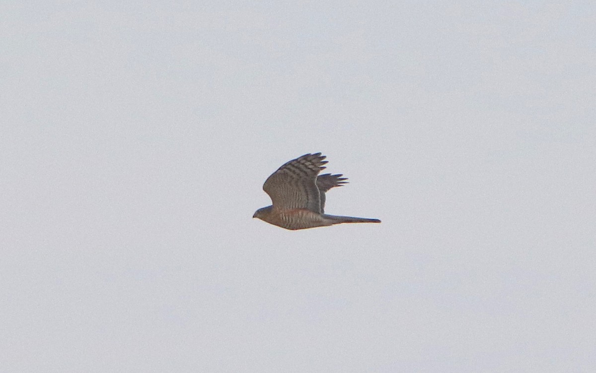 Eurasian Sparrowhawk - ML615536126