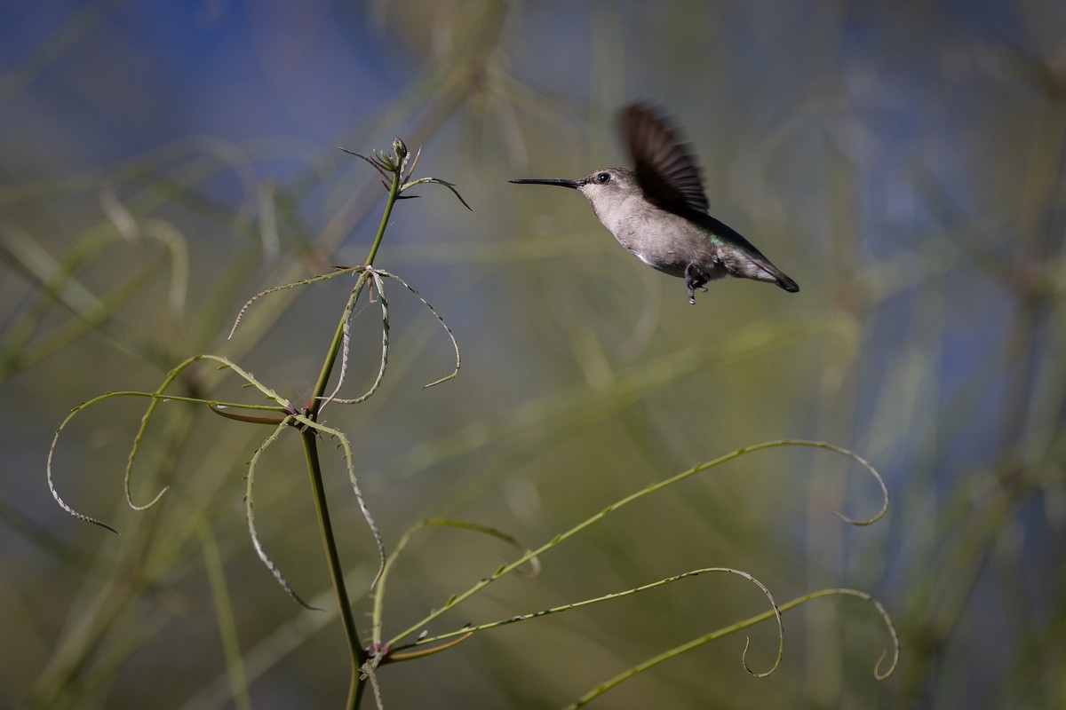 Costa's Hummingbird - ML615536179