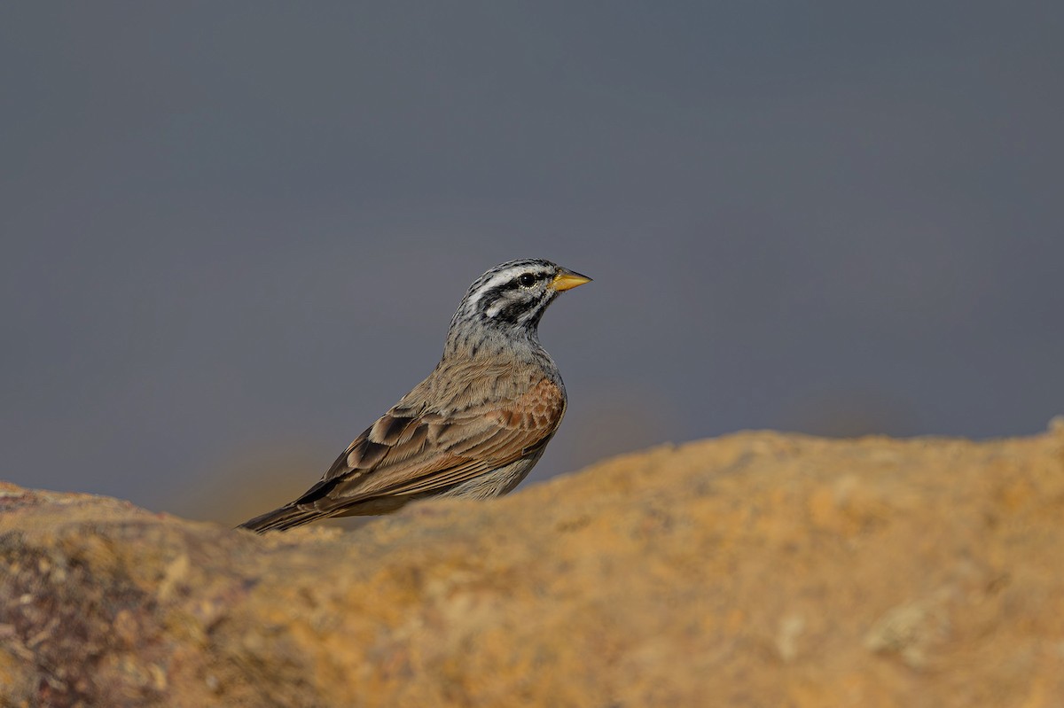 Striolated Bunting - ML615536193
