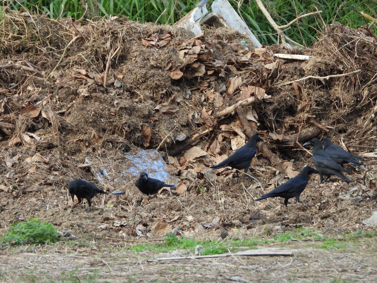 Large-billed Crow - 承恩 (Cheng-En) 謝 (HSIEH)