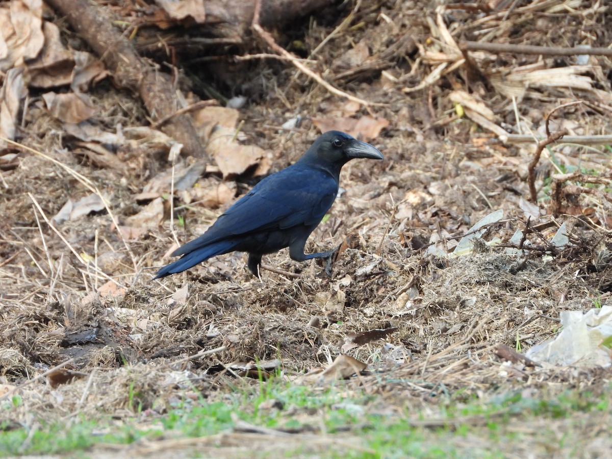 Large-billed Crow - ML615536241