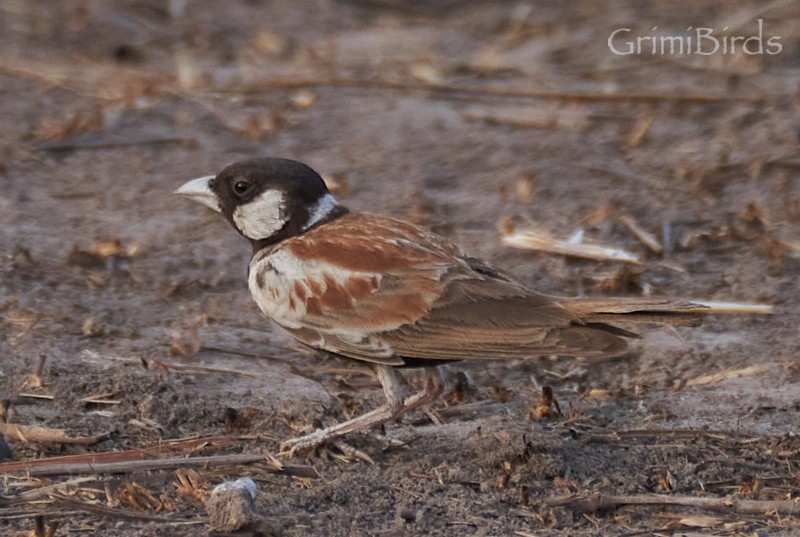 Chestnut-backed Sparrow-Lark - ML615536273