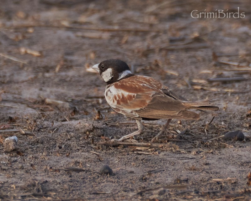 Chestnut-backed Sparrow-Lark - ML615536274