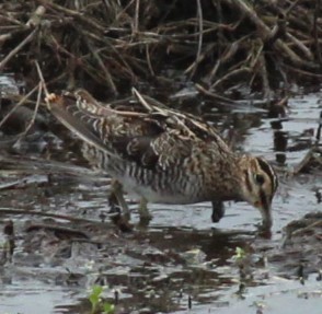 Wilson's Snipe - ML615536448