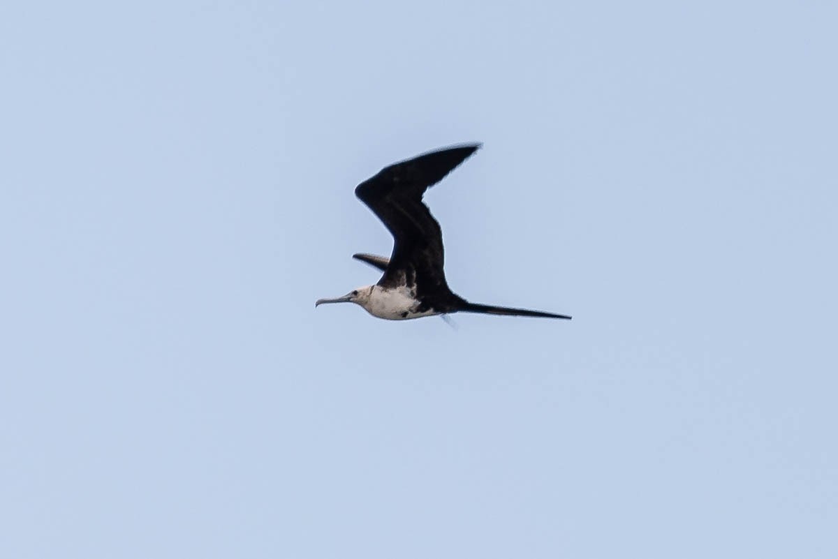 Magnificent Frigatebird - ML615536476