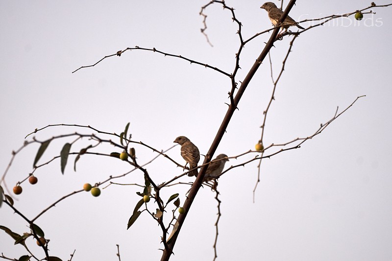 Sahel Bush Sparrow - ML615536516