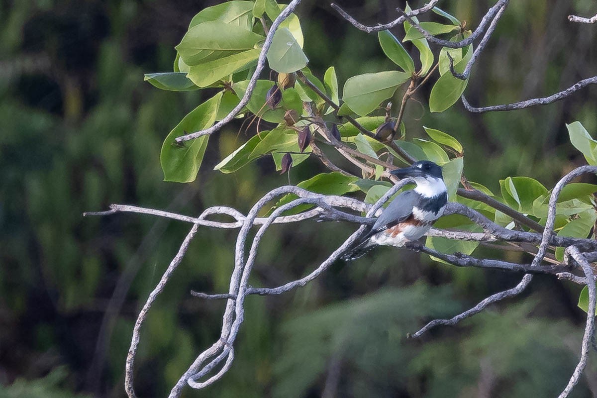 Belted Kingfisher - ML615536519