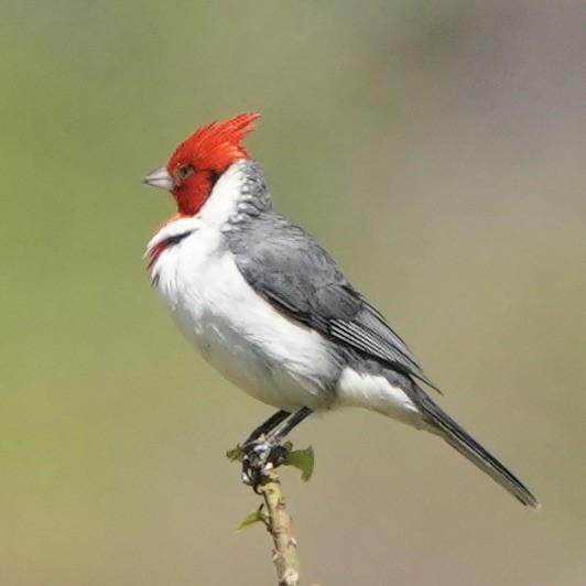 Red-crested Cardinal - ML615536551