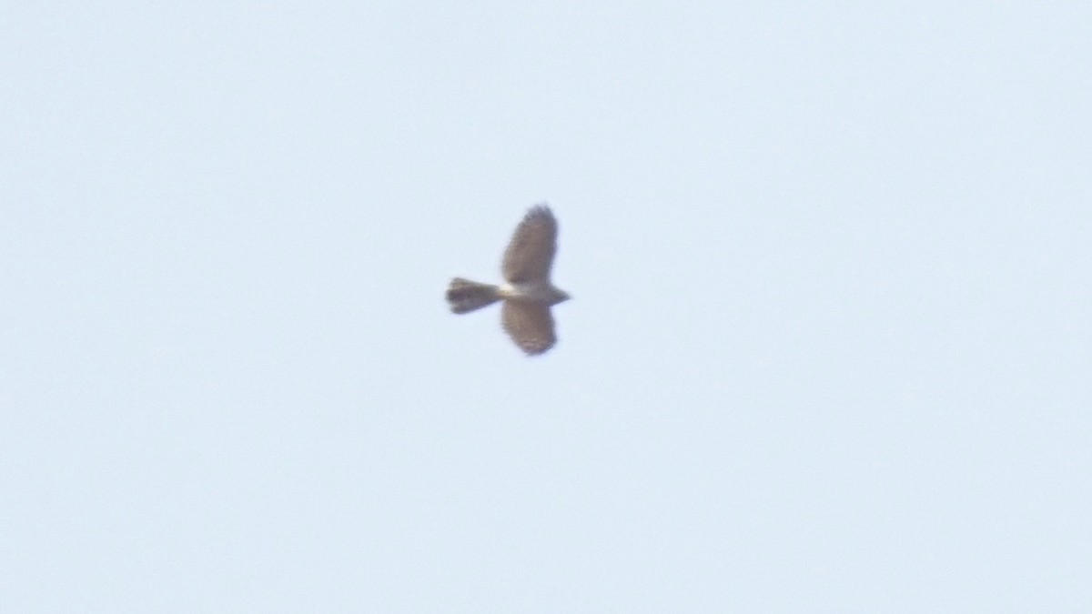 Eurasian Sparrowhawk - ML615536656