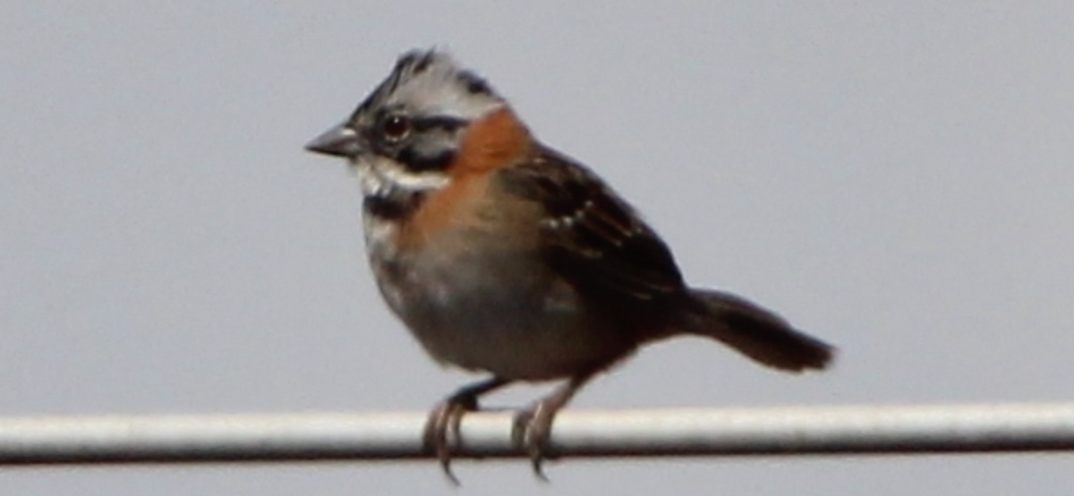 Rufous-collared Sparrow - ML615536757
