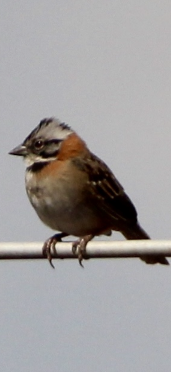 Rufous-collared Sparrow - Jessica D