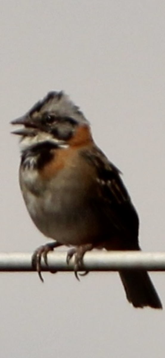 Rufous-collared Sparrow - ML615536759
