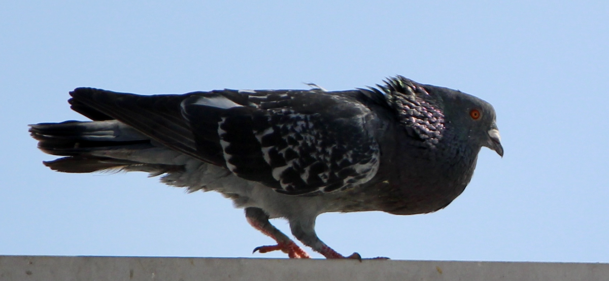 Pigeon biset (forme domestique) - ML615536789