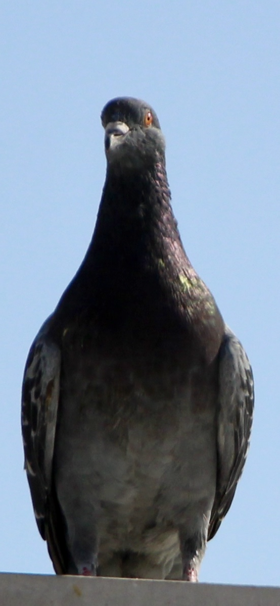 Rock Pigeon (Feral Pigeon) - ML615536790