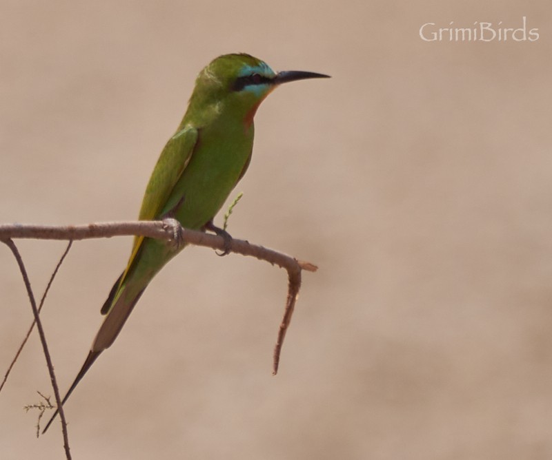 Blue-cheeked Bee-eater - ML615537008
