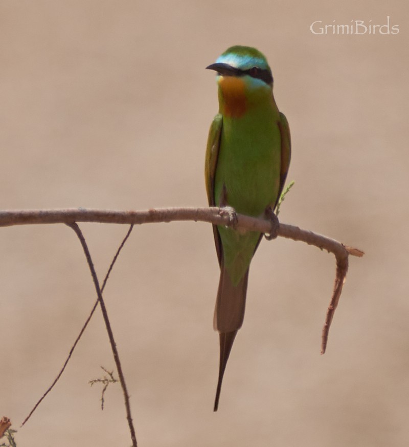 Blue-cheeked Bee-eater - ML615537009