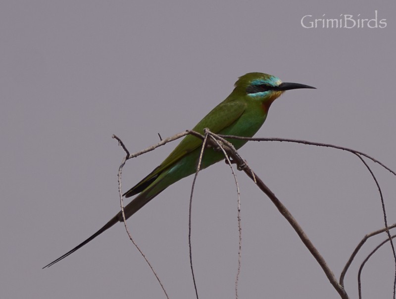 Blue-cheeked Bee-eater - ML615537010