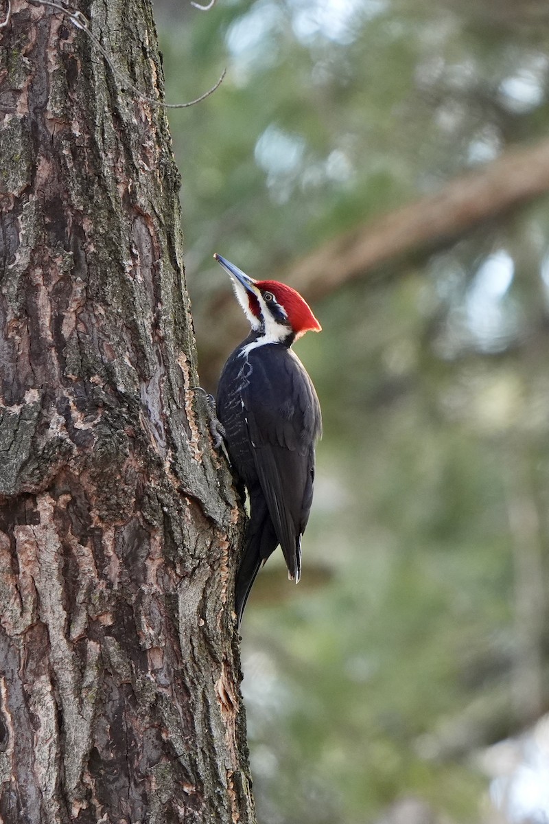 Pileated Woodpecker - Willem Van Bergen
