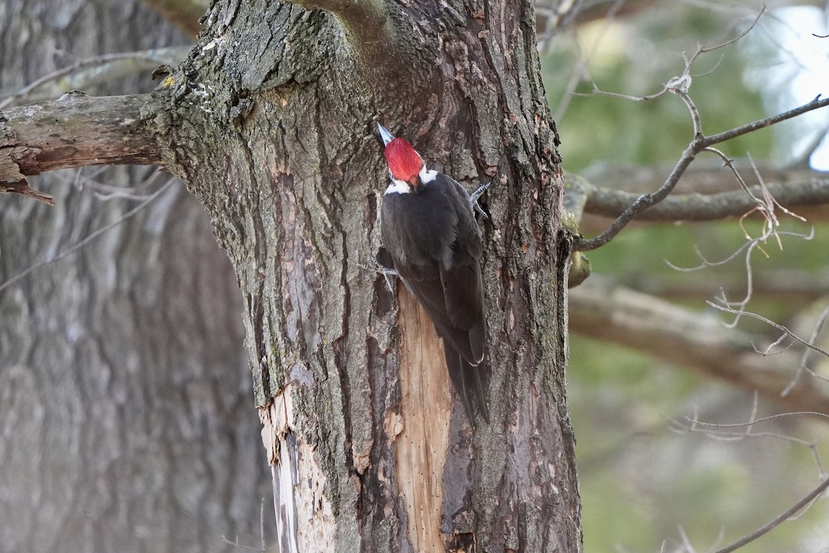 Pileated Woodpecker - ML615537022