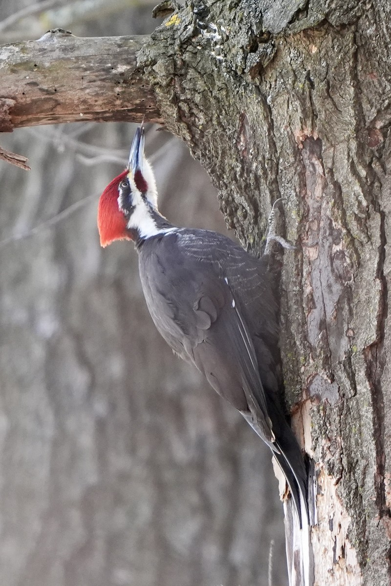 Pileated Woodpecker - ML615537024