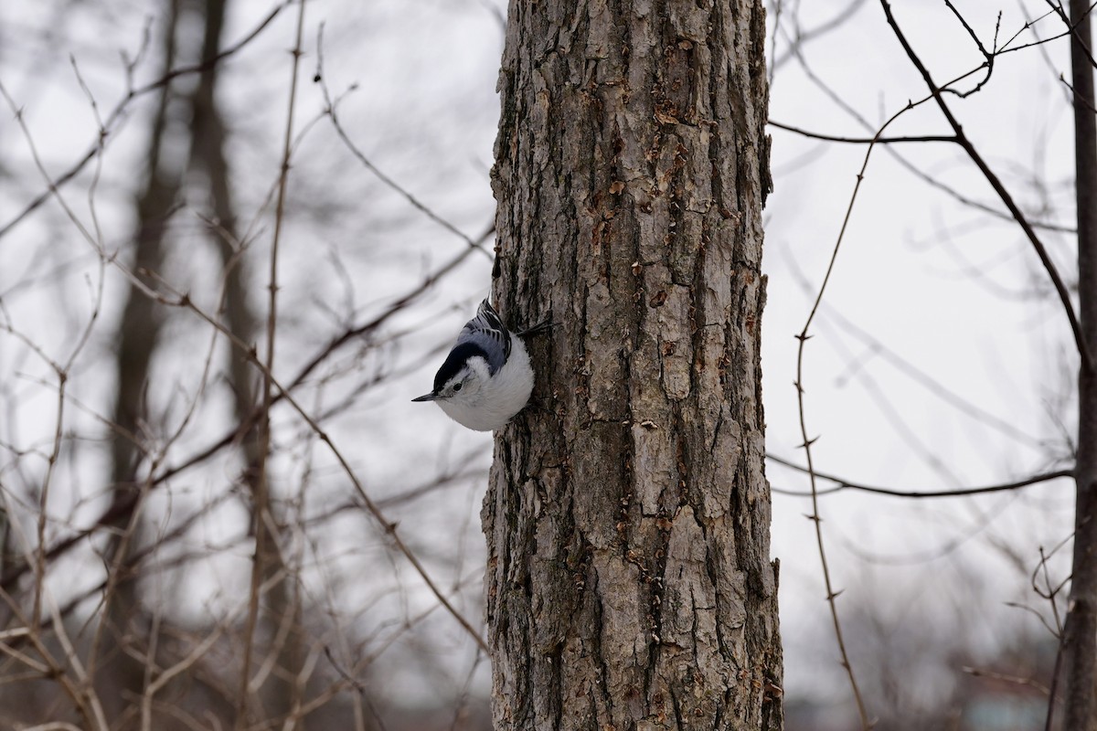 White-breasted Nuthatch - ML615537062
