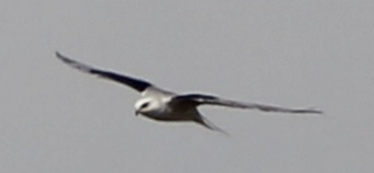 White-tailed Kite - ML615537070