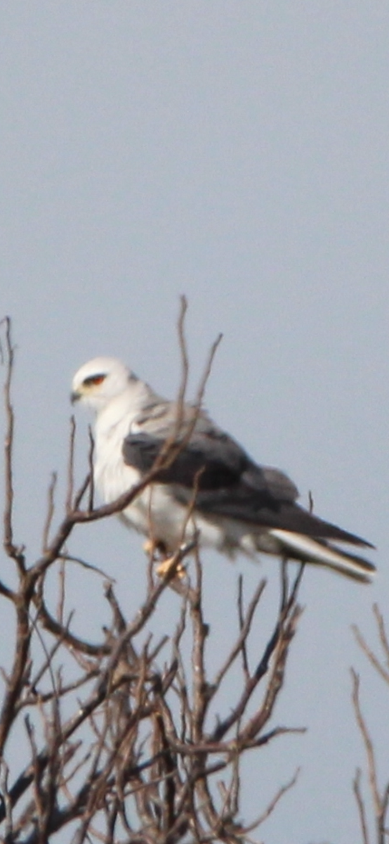White-tailed Kite - ML615537073
