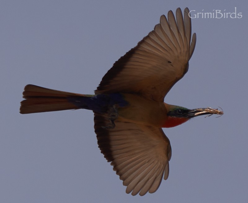 Red-throated Bee-eater - ML615537090