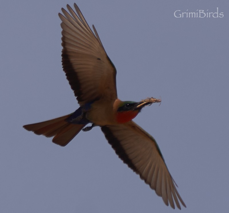 Red-throated Bee-eater - ML615537091