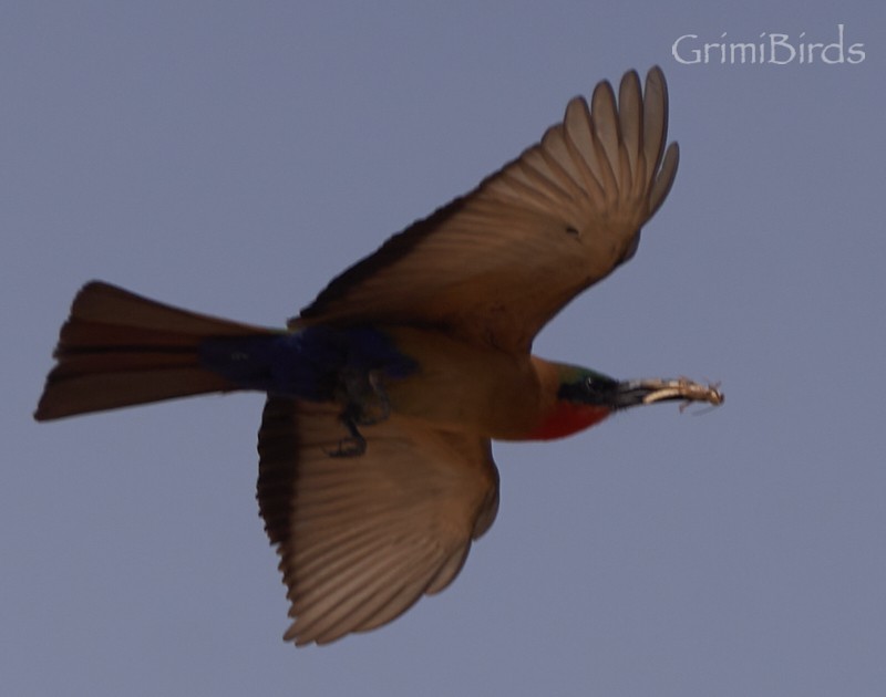 Red-throated Bee-eater - ML615537092
