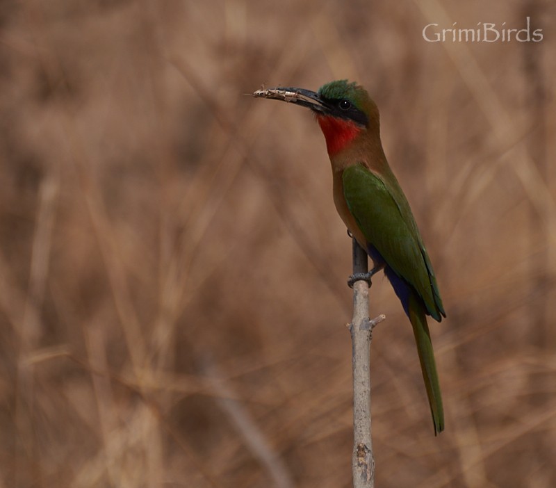 Red-throated Bee-eater - ML615537093